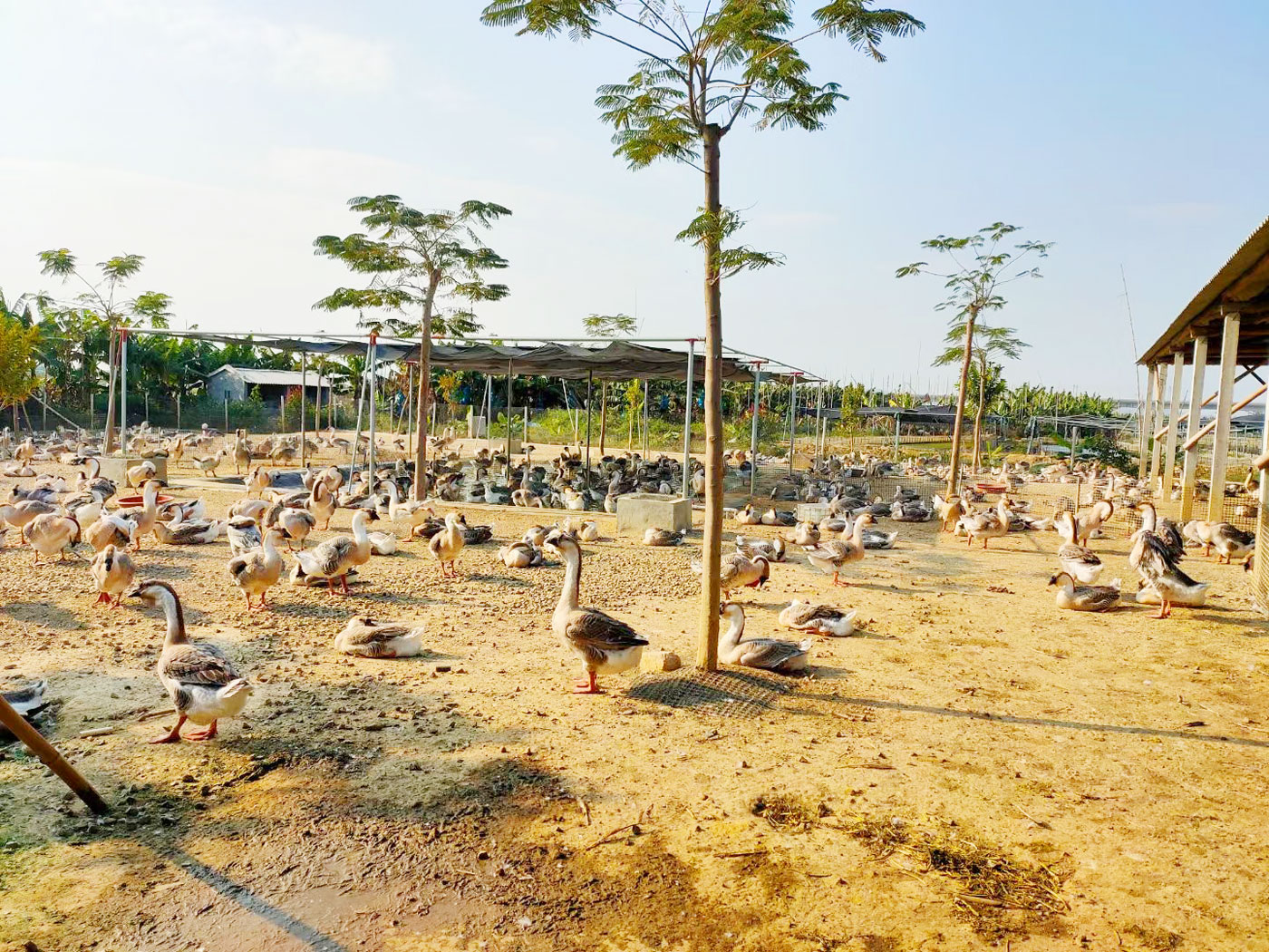 獅頭鵝養殖