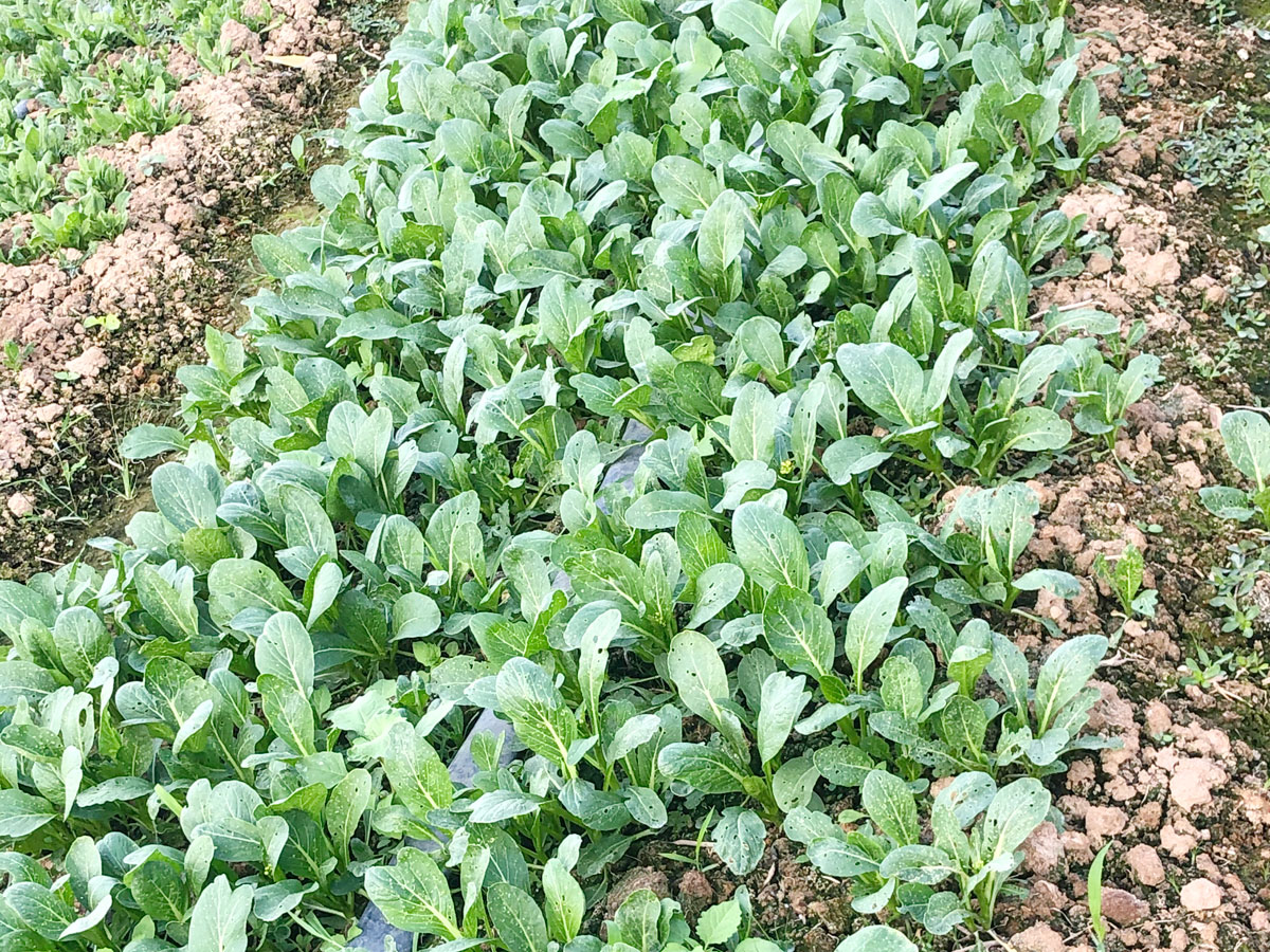 有機種植
