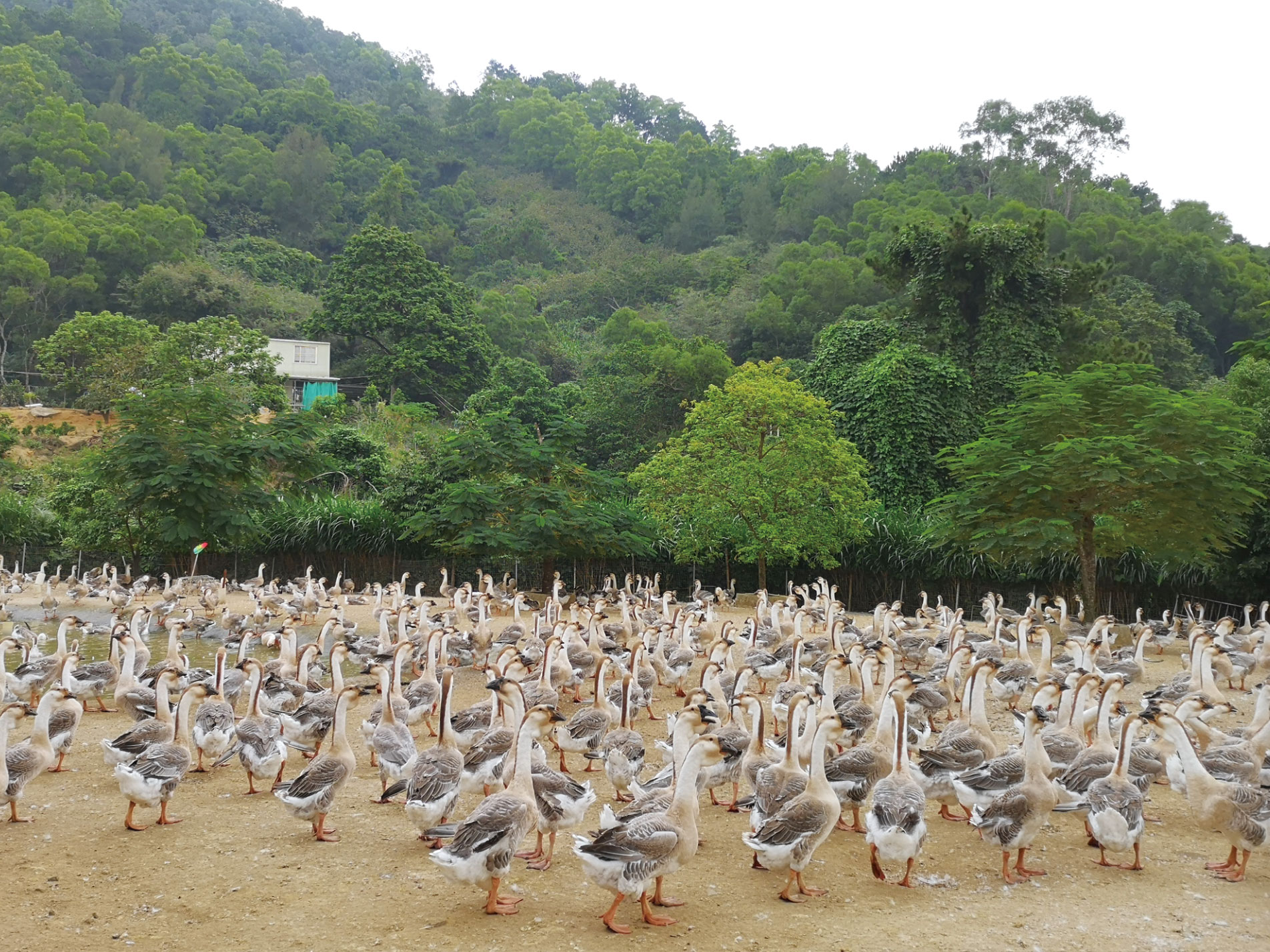 獅頭鵝養殖